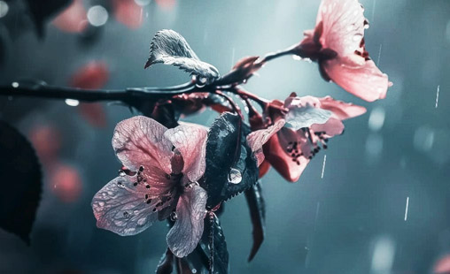 Printemps réinventé